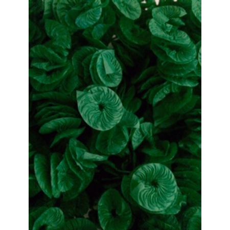 papel-para-balas-rococo-verde-escuro-40-unidades