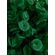 papel-para-balas-rococo-verde-escuro-40-unidades